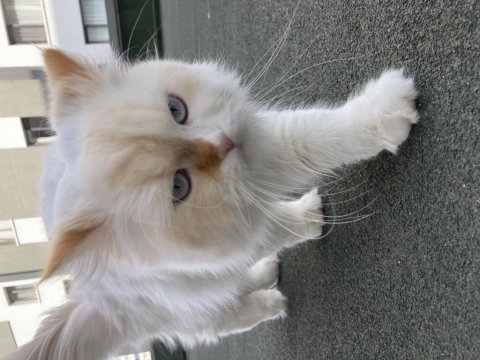 İran safkan şansım oğlum ömrüm