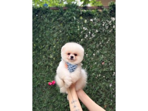 A kalite 1. sınıf pomeranian boo teddy bear