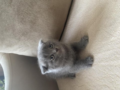 Gri scottish fold