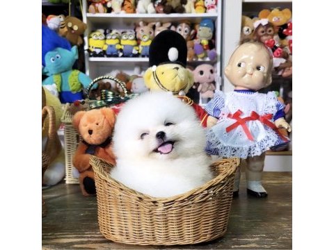 Ayicik surat boo pomeranian yavrularımız