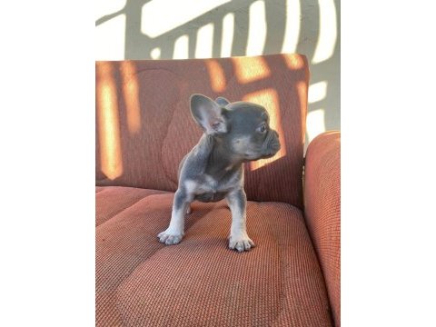 Blue tan egzotic french bulldog dişi
