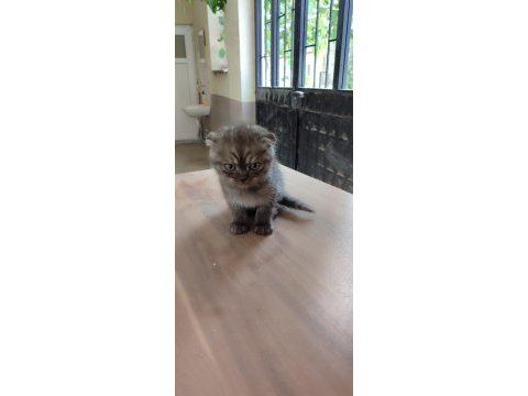 Tatlı yavru scottish fold