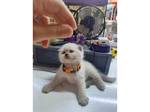 50 günlük bebek yavru scottish fold