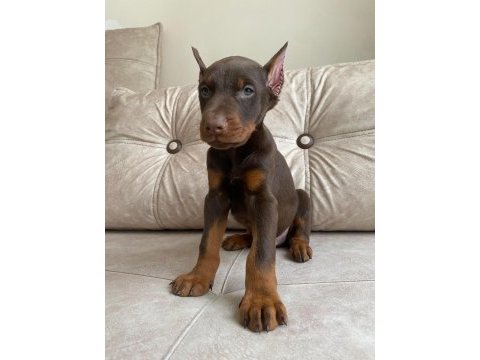 Kızıl doberman bebekler
