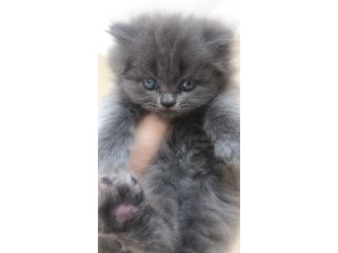 British longhair dişi safkan