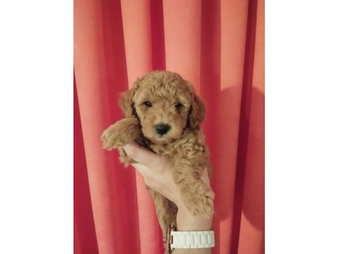Orjinal toy poodle yavrularımız yeni yuvalarını arıyor