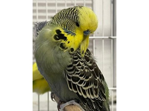 Sezona hazır show muhabbet kuşları