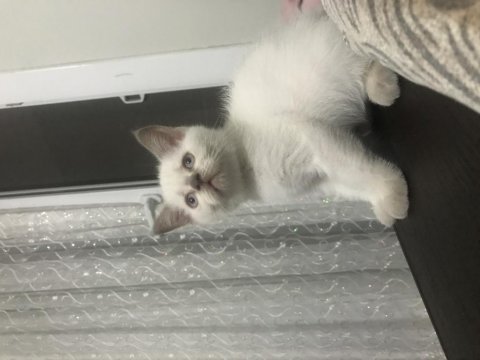 2 aylık orijinal british shorthair erkek