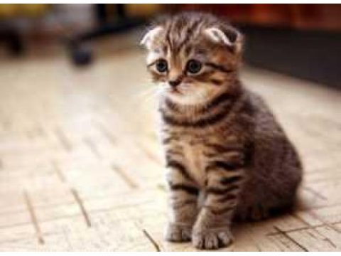 Scottish fold kırık kulak
