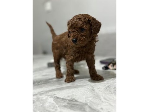 Toy poodle anne altında yavrularımz