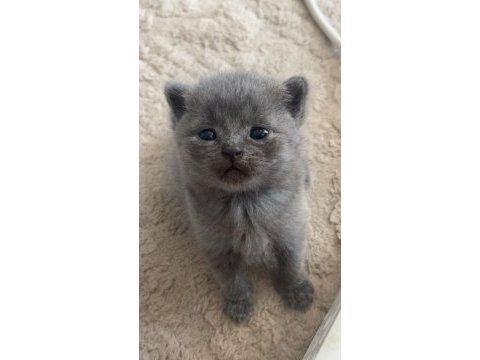 Russian blue kidi oyuncu