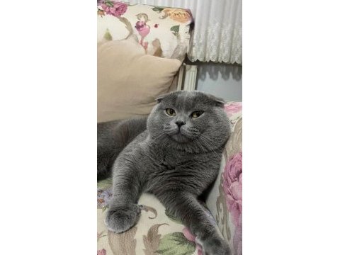 Ücretsiz sahiplendirme 2 yaşında scottish fold