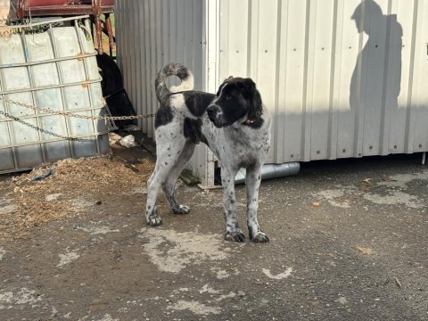 Ala 8 aylık erkek dev rus köpeğimiz