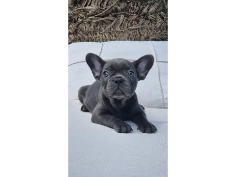 Blue eyes french bulldog yavruları 