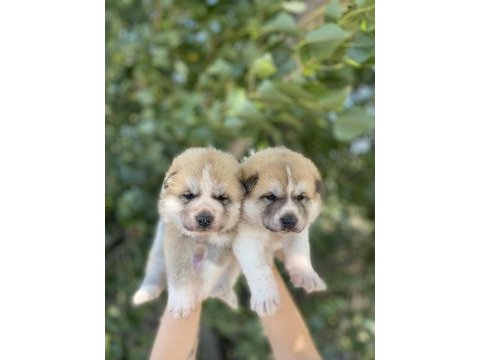 Japon akita yavrularım