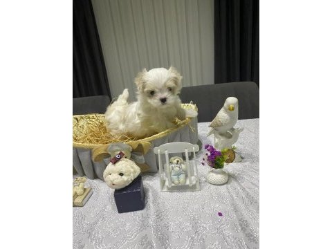 A şecereli babadan kore maltese bebekler