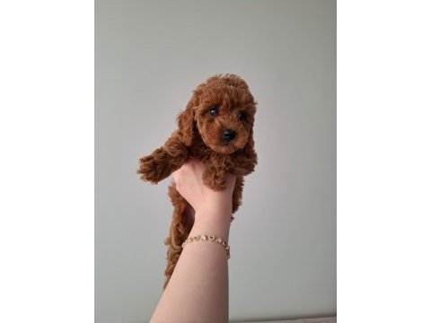 Fırsat yavruları evde büyüyen toy poodle bebekler