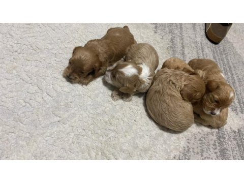 Maltipoo kalite yavrular ırk sağlık garantili