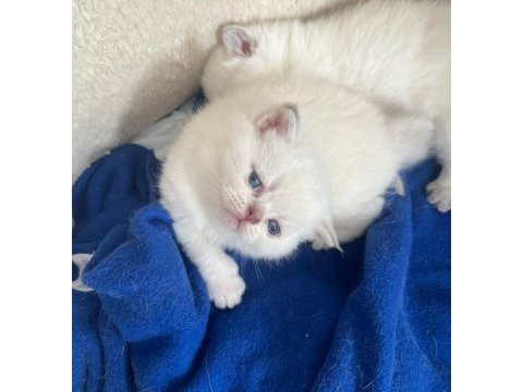 Uysal dişi bebek british shorthair