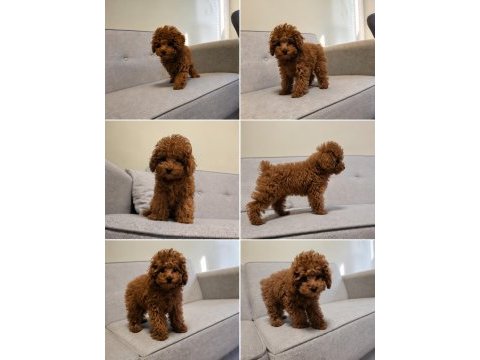 Dişi teacup toy poodle izmir