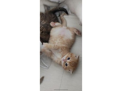 Kedimiz bobi yeni evini arıyor
