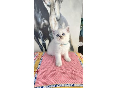 Safkan british shorthair ve scottish fold bebekler