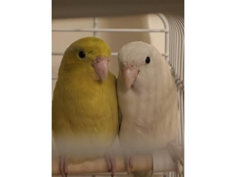 Forpus papağanları