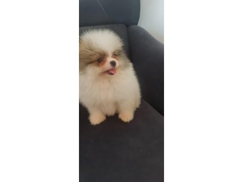 Mersin orjinal pomeranian boo yavrular