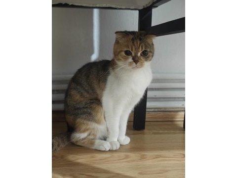 Ücretsiz sahiplendirme scottish fold 1 yaşında