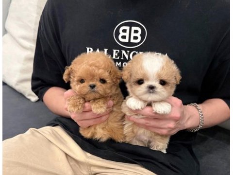 Üst kalite maltipoo yavrularımız