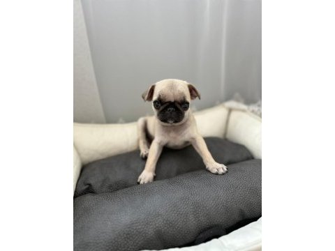 3 aylık saf kan teacup pug