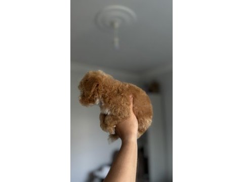 Daha iki aylık cavapo toy poodle
