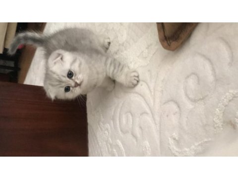 Scottish fold silver erkek yavrumuz teslime hazır