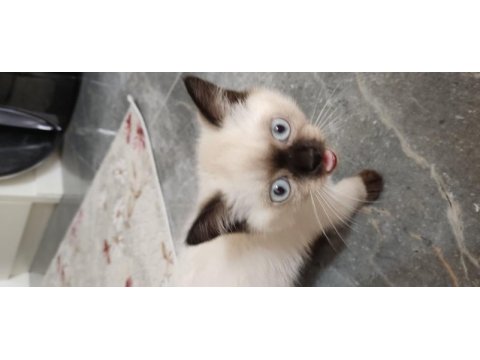British shorthair ve blue point