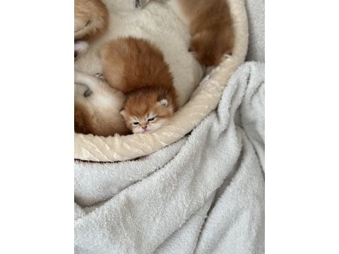 British shorthair yavrular