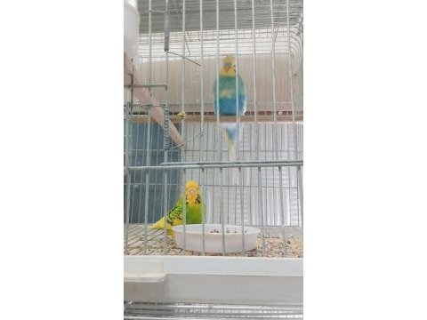 Her türlü kuş türü vardir