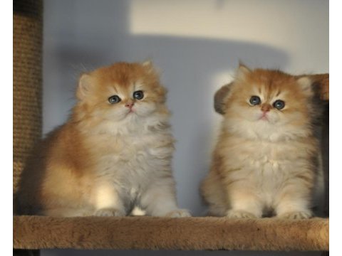 Safkan 2 aylık golden british longhair bebekler