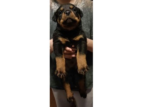 Kalitenin de kalitesi koca kafa erkek rottweiler
