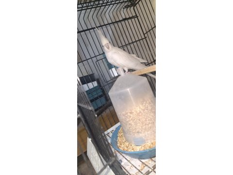 Albino lutino takım sultan papağanı