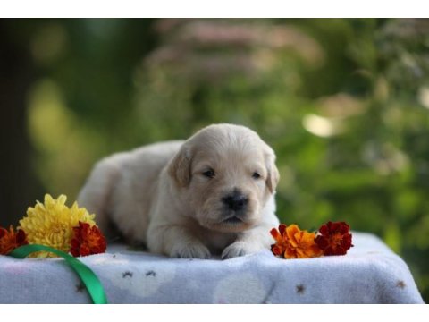 Golden retriever adrese teslim kapıda ödeme yapabilirsiniz