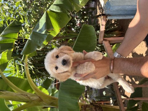 Dünyalar güzeli golden köpekler ruhsatlı bayiden