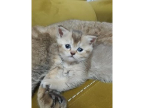 British longhair