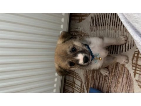 48 günlük kırma yavru köpeğe acil yuva