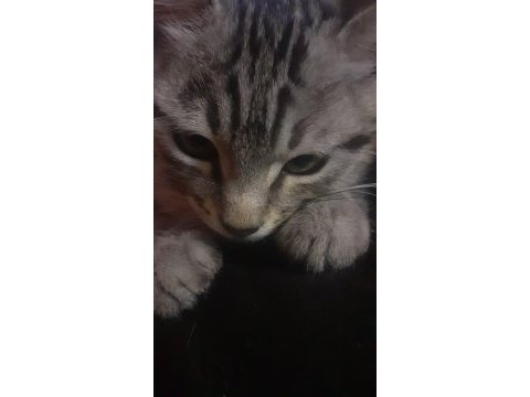 3 aylık gri erkek kedimiz yuvasını arıyor