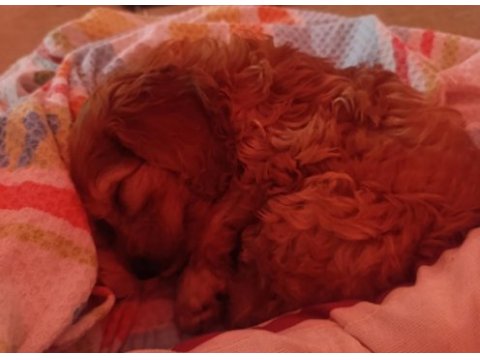 3 aylık maltipoo bebek