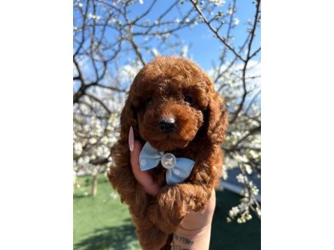 Şampiyon poodle bebekler geldi
