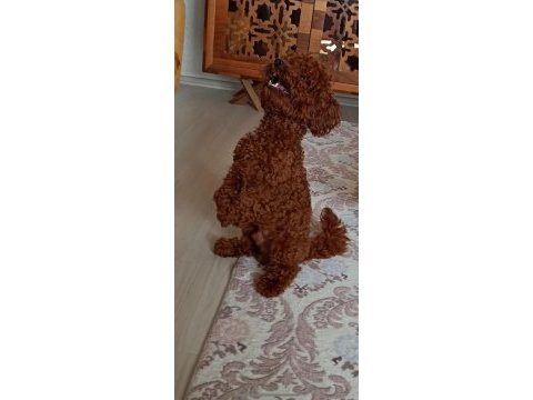 Gerçek bir toy poodle