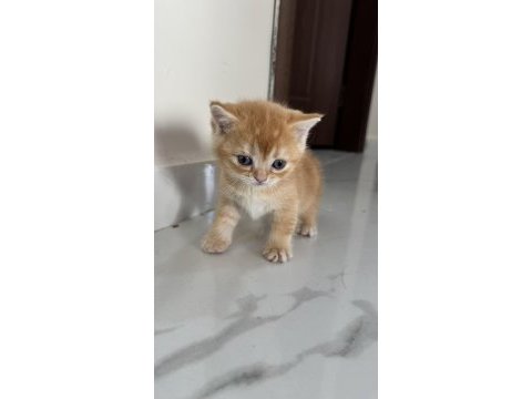 British shorthair yavrular