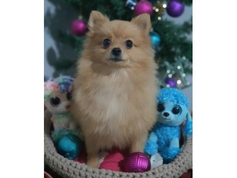 Orjinal pomeranian şecereli