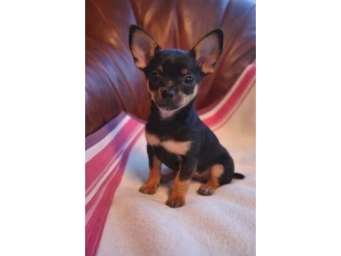 A kalite pinscher yavrularımız
